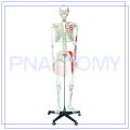 PNT-0102 170cm scientific Human muscle Skeleton Model